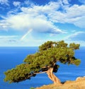 Juniper tree, sea and rainbow Royalty Free Stock Photo