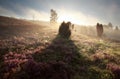 Juniper tree shadow on heathland at sunrise