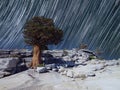 A juniper tree with star trails in the night sky with the forground lite by the moon