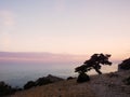 Juniper tree at sunset Royalty Free Stock Photo