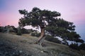Juniper tree at sunset Royalty Free Stock Photo