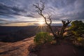 Juniper Tree sunset from Dead Horse State Park Royalty Free Stock Photo