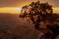 Juniper Tree At Sunset On The Edge of Dead Horse Point State Park Royalty Free Stock Photo