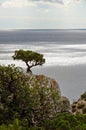 Seascape with tree on top of a cliff against the sea