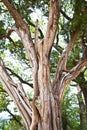 Juniper Tree Trunk and Branches Royalty Free Stock Photo
