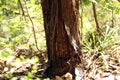 Juniper Tree Trunk Royalty Free Stock Photo