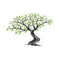 Juniper tree vector illustration, environment element, landscape design element Royalty Free Stock Photo