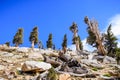 Juniper trees growing at high altitude