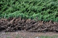 Juniper trimmed too deep inside. the coniferous shrubs have only dry needles inside, and when the gardener trims the hedge too muc