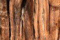 Juniper Trunk Background Texture Royalty Free Stock Photo