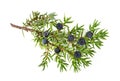 Juniper twig with berries