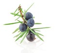 Juniper twig with berries Royalty Free Stock Photo