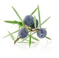 Juniper twig with berries isolated on white Royalty Free Stock Photo