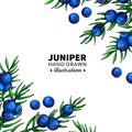 Juniper vector drawing frame. Isolated template with berry on br