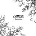 Juniper vector drawing frame. Isolated vintage template of berr