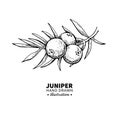 Juniper vector drawing. Isolated vintage illustration of berry on branch. Organic essential oil engraved style sketch.