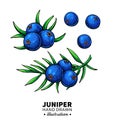 Juniper vector drawing. Isolated vintage illustration of berry