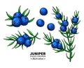 Juniper vector drawing. Isolated vintage illustration of berry