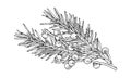 Juniper Vector illustration. Hand drawn graphic clip art of gin berry. Linear drawing of juniperus bush branch. Outline