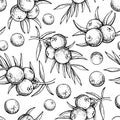Juniper vector seamless pattern drawing. Isolated vintage background with berry on, branch.