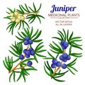 Juniper vector set