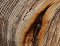 Juniper wood texture Royalty Free Stock Photo
