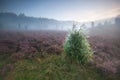 Junipers and flowering heather in misty morning Royalty Free Stock Photo