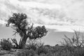 Lone Juniper B& W