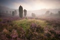 Junipers and heather in sunrise mist