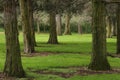 Junipers in Juniper Park Royalty Free Stock Photo