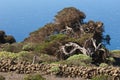 Junipers Juniperus turbinata canariensis twisted by the wind. Royalty Free Stock Photo