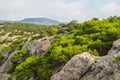 Junipers and pines on the slopes Royalty Free Stock Photo