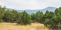 Junipers and pines on the slopes Royalty Free Stock Photo