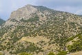 Junipers and pines on the slopes Royalty Free Stock Photo