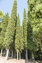 Junipers Trees Royalty Free Stock Photo