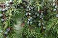 Juniperus berries on a tree Royalty Free Stock Photo