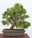 Juniperus chinensis itoigawa bonsai