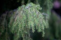 Juniperus communis branches close up