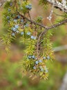 Juniperus communis