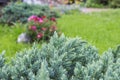 Juniperus communis - evergreen juniper tree, green branch in the garden