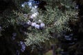 Juniperus communis. Evergreen thorny branches. Royalty Free Stock Photo