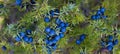 Juniperus communis fruit. Banner of lots of ripe navy blue juniper berries all over the branch between the green needles