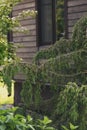 Juniperus communis Oblonga Pendula in the garden