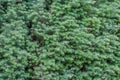 Juniperus communis wall