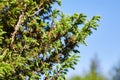 Juniperus communis The yellow male cones