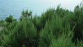Juniperus foetidissima, foetid juniper, stinking juniper, family Cupressaceae. Juniper branches sway in the wind against