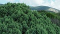 Juniperus foetidissima, foetid juniper, stinking juniper, family Cupressaceae. Juniper branches sway in the wind against