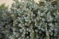 Blue silver foliage of Juniperus formosana shrub Royalty Free Stock Photo