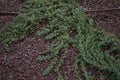Juniperus formosana shrub Royalty Free Stock Photo