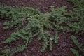 Juniperus formosana shrub Royalty Free Stock Photo